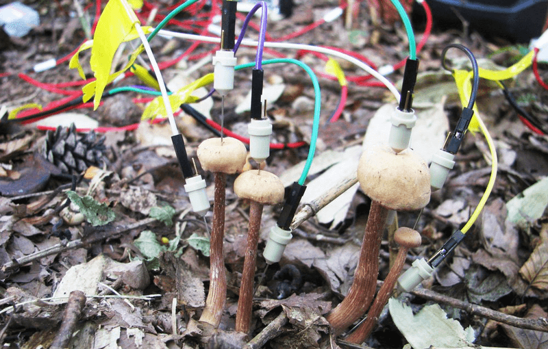 Wild Laccaria bicolor mushrooms being tapped for their electrical signals, which surged after rain