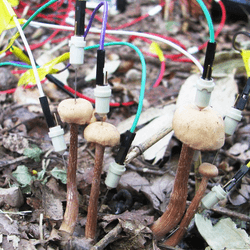 Wild Laccaria bicolor mushrooms being tapped for their electrical signals, which surged after rain