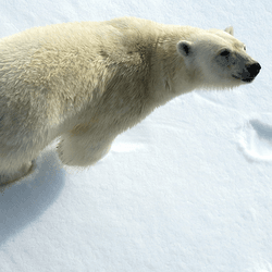 Male polar bear and pawprints in the snow