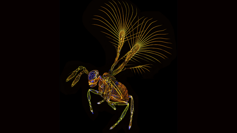 Beautiful wasp species with feather-like wings, gold on a black background.