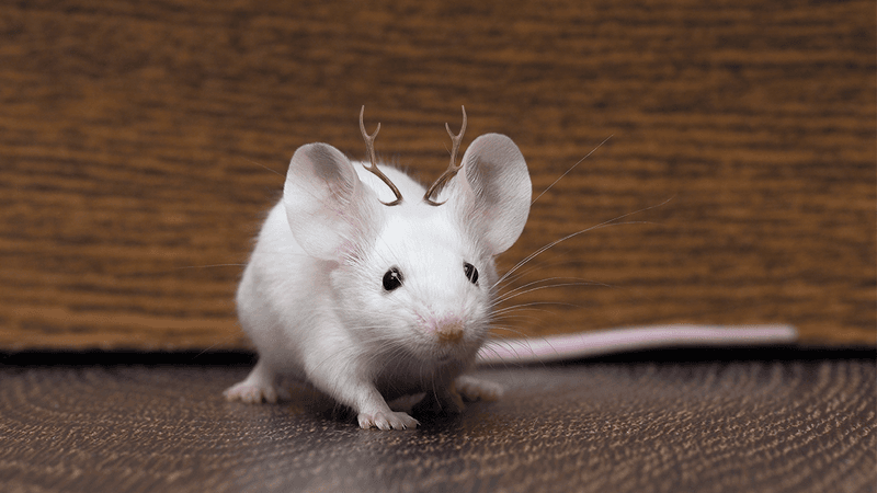 mouse with antlers