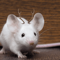 mouse with antlers