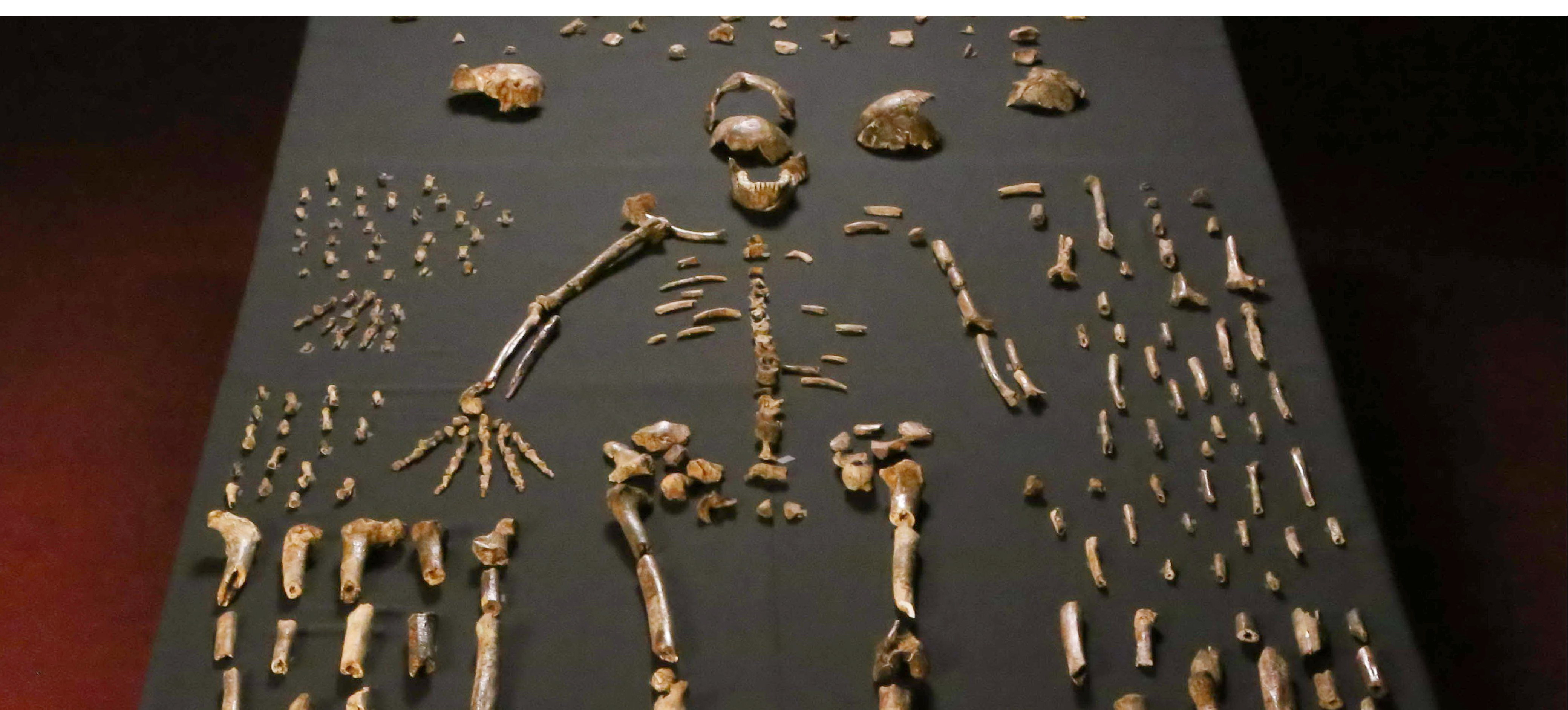 Homo naledi skeletal remains, made up from a composite of elements that represent multiple individuals.