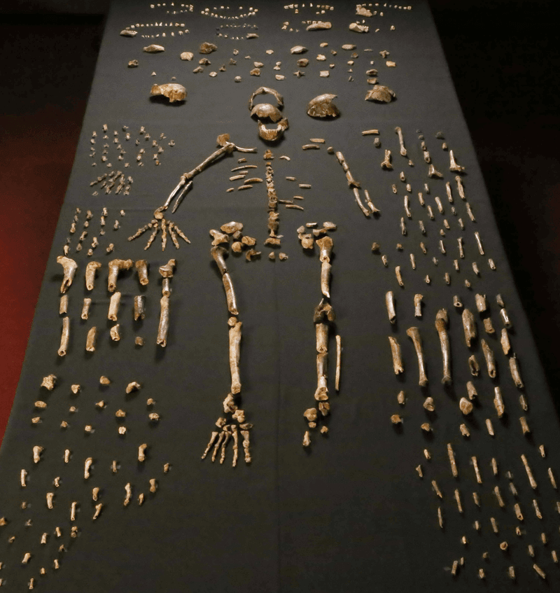We've discovered more bones of Homo naledi than almost any of our other relatives, but is that luck or because of deliberate burial