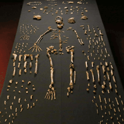 We've discovered more bones of Homo naledi than almost any of our other relatives, but is that luck or because of deliberate burial
