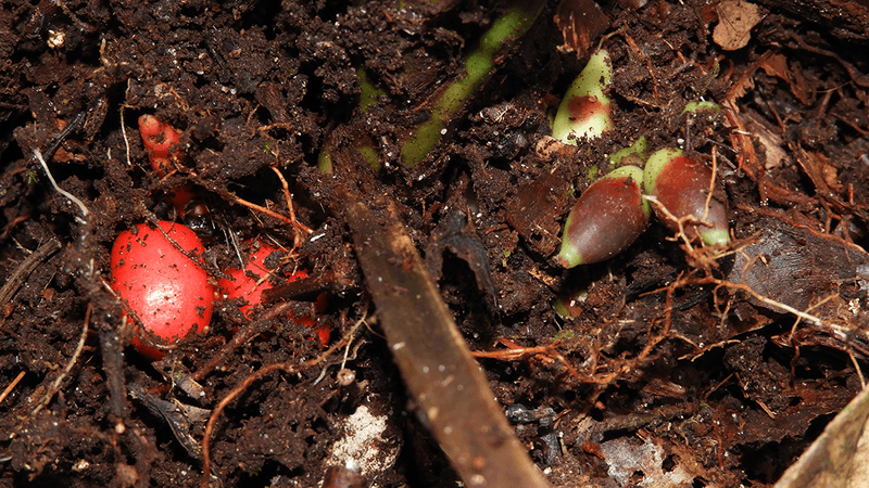 Bright red fruits and flowers of the new species in the soil