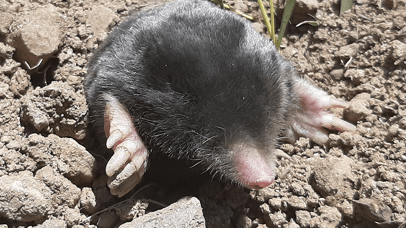 Mole appearing out of a hole. Head, nose and paws are visible on brown soil.