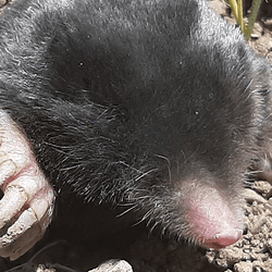 Mole appearing out of a hole. Head, nose and paws are visible on brown soil.