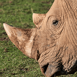 Side profile of the head of a northern white rhino in a grass paddock