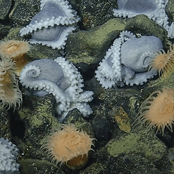 Lots of small pale purple octopuses on the seafloor.