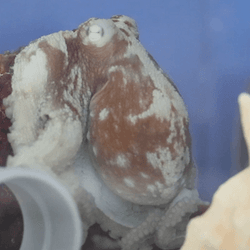 A small octopus asleep in a tank aquarium.