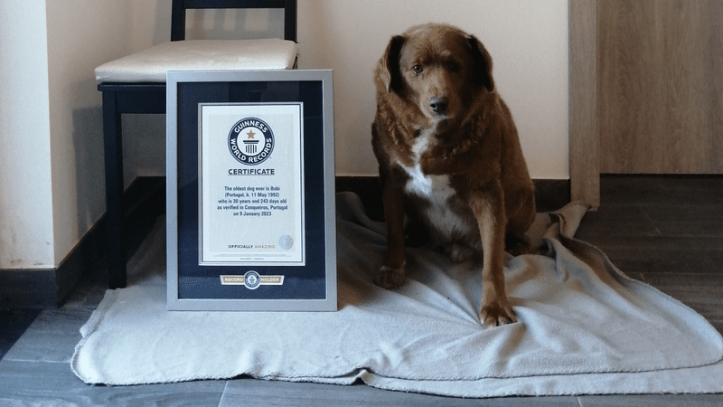 oldest dog on record