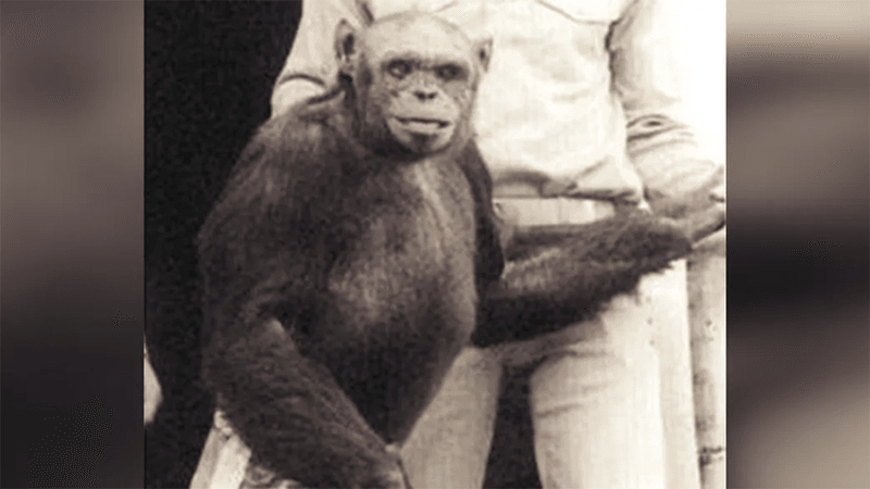 Oliver the chimp, once suspected of being a humanzee.