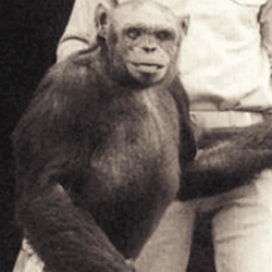Oliver the chimp, once suspected of being a humanzee.