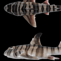 Two views of the new species, one on the side and one from the top show the brown stipes and fins.