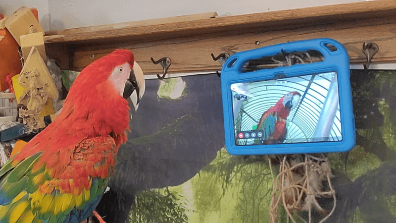 One parrots looks at another parrot via video call on a blue tablet.
