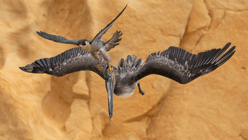 peregrine falcon pelican