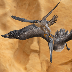 peregrine falcon pelican