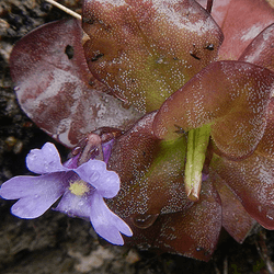 Small purple flower growing downwards on a rockface