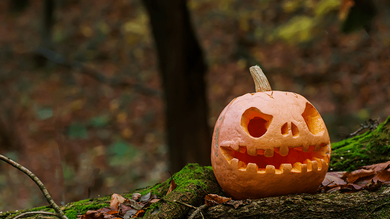 Carved pumpkin in the woodland