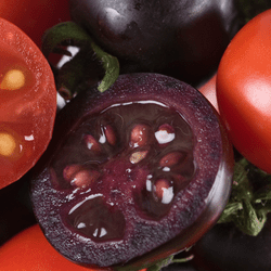 A genetically modified (GM) purple tomato next a red tomato