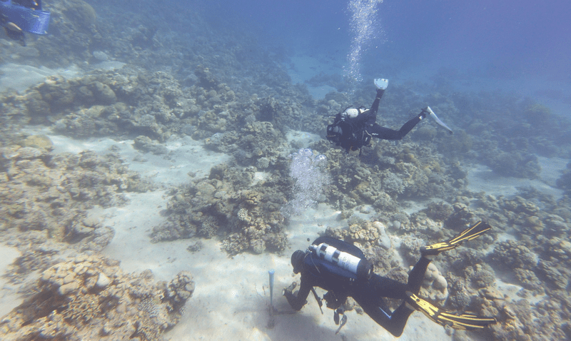 Where other coral reefs are very slight net carbon emitters, this one is fighting climate change by absorbing considerable amounts of carbon, and researchers are diving to learn why.