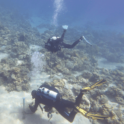 Where other coral reefs are very slight net carbon emitters, this one is fighting climate change by absorbing considerable amounts of carbon, and researchers are diving to learn why.
