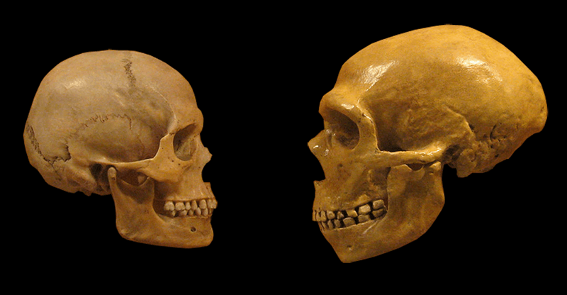A photo of a Sapiens and Neanderthal skull facing one another on a black backdrop.