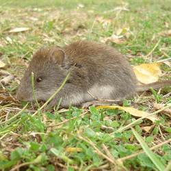 The shaggy soft-haired mouse (Abrothrix hirta) comes from the slopes of the Andes, and variations in its size may have revealed a new law.