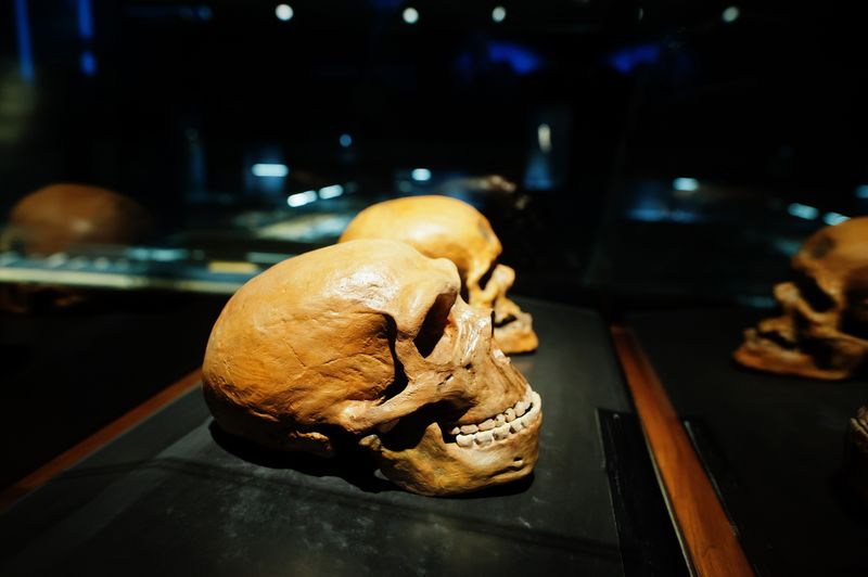 the Skull of a modern Homo sapien in a museum. 