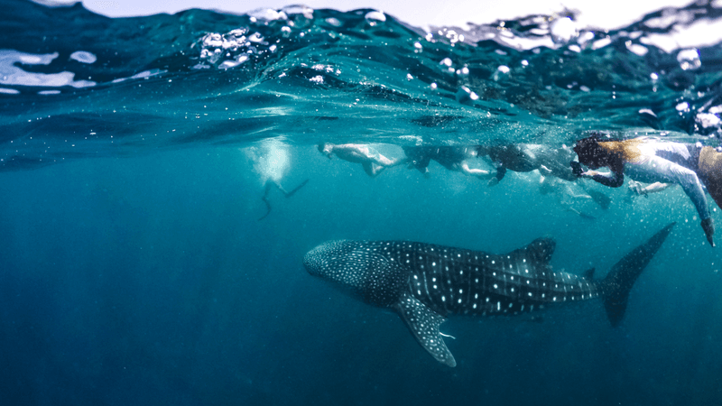 swim with whale sharks