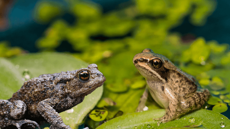 Toad on the left and frog on the right on a lily pond. 