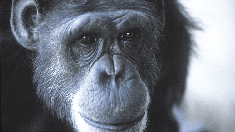 Close up of Washoe the chimpanzee 
