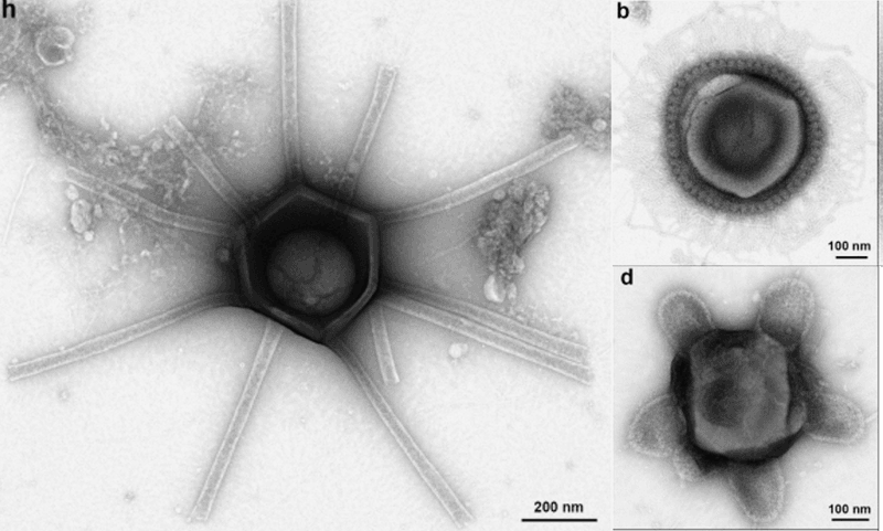 Weird giant virus-like particles