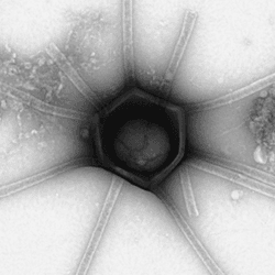 Weird giant virus-like particles