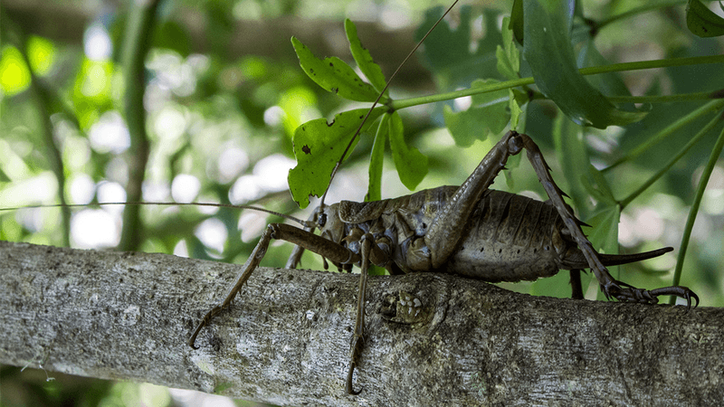 Wetapunga grasshopper