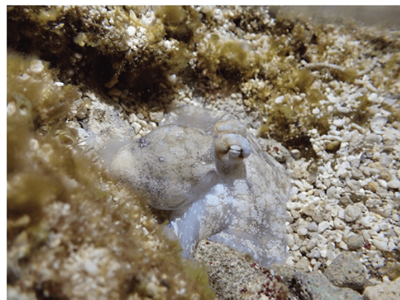 White octopus laqueus sitting in gravel
